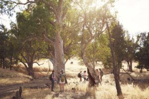 River Red Gums - Tourism Australia