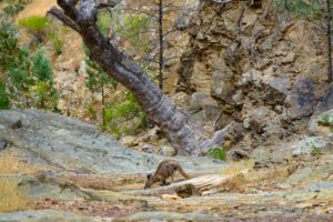 Serenity through Slaty Creek - Chelsea Elliott